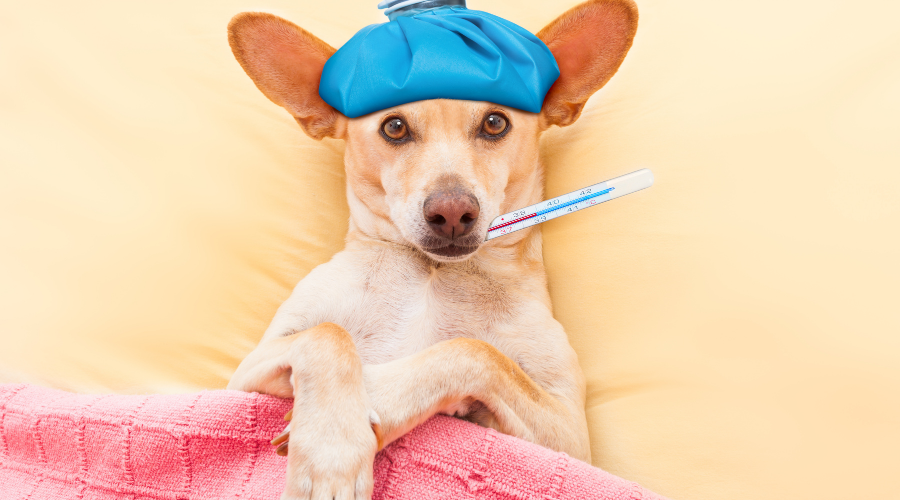 20 Sick Day Essentials For The Whole Family